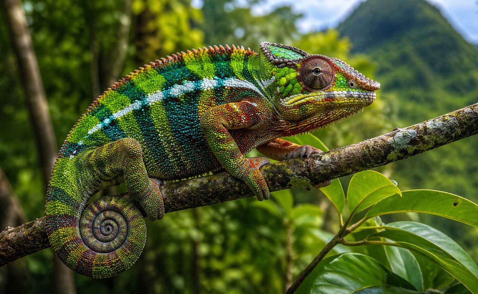 Chameleónovité
