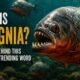 Piragnia