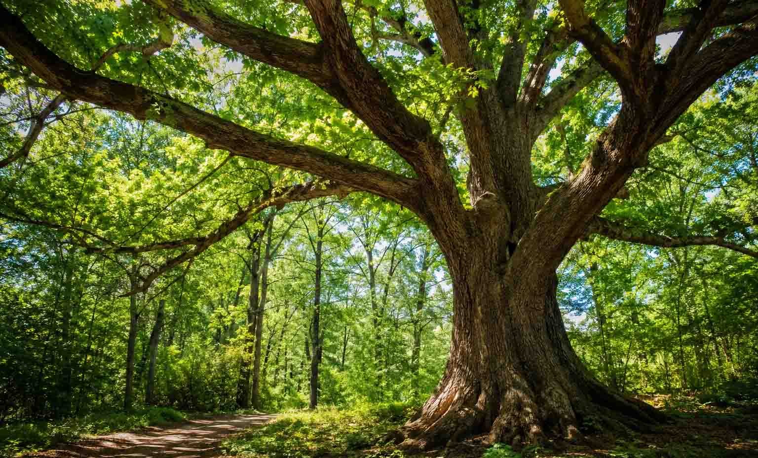 ohio champion trees lewis center ohio