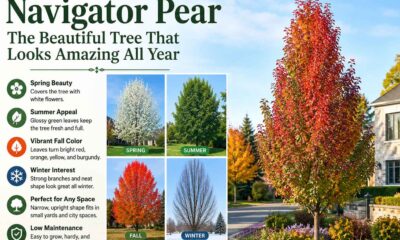 navigator pear