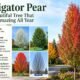 navigator pear